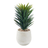 PLANTA AGAVE