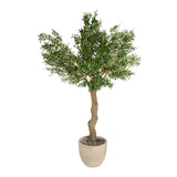 PLANTA OLIVA