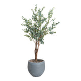 PLANTA LUNA