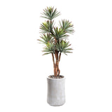 PLANTA SELVA