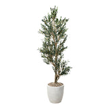 PLANTA GAIA