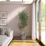 PLANTA OLIVO