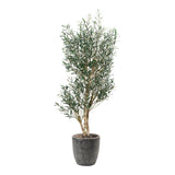 PLANTA OLIVO