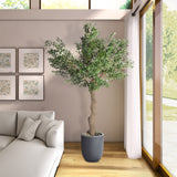 PLANTA OLIVA