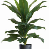 PLANTA CEO