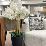 ESTH-ORQUIDEAS