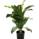 PLANTA-DRACAENA