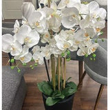 PLANTA-ORQUIDEAMACETA