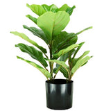 PLANTA-PANDURATA-1