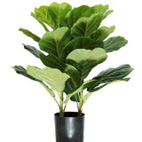 PLANTA-PANDURATA-2