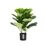 PLANTA FRON