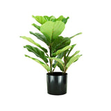 PLANTA BRILLI